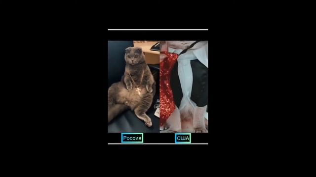 самые смешные моменты, приколы с кошками, собаками, Funniest Dogs and Cats - Funny Pet Animals смотреть онлайн