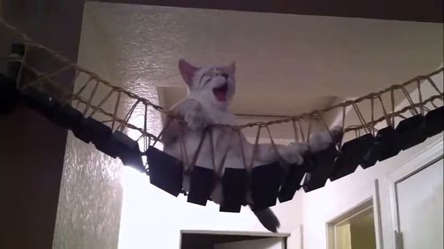 Для вашей кошки Самые интересные дизайнерские идеи смотреть онлайн
