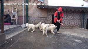 ПРОДАЖА ЩЕНКОВ АЛАБАЙ, СРЕДНЕАЗИАТСКАЯ ОВЧАРКА. www.r-risk.ru +79262205603 ЯГОДКИНА ТАТЬЯНА