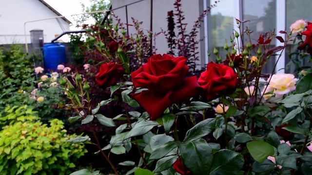 Роза Black Magic (Блэк Мэджик) Hans Jürgen Evers смотреть онлайн