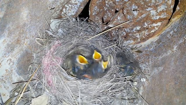 Прикольные птенцы желторотики. смотреть онлайн