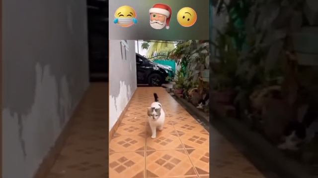 смешные котики из тик- тока. смотреть онлайн