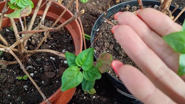 Хотела рассказать о ФУКСИИ... Получилось обо всём😂 # м? смотреть онлайн