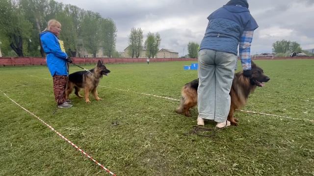 РАБОЧИЙ СУКИ ДШ / КЧК КИСЕЛЕВСК 11 мая`25 Н.Тихонова Моно немецких овчарок