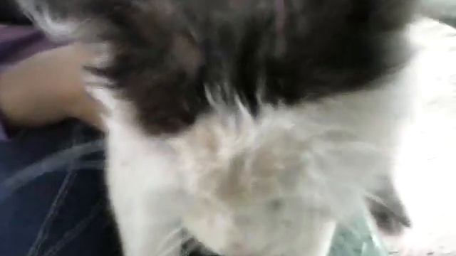 Как говорят коты прикол смотреть онлайн