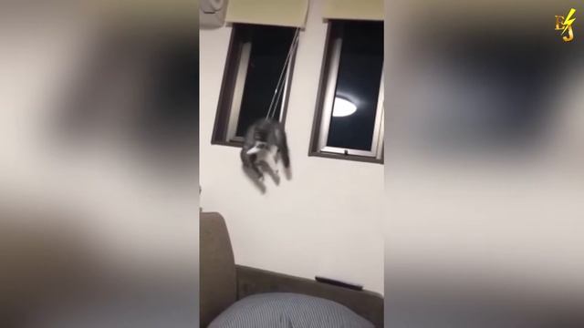シ ЭТО НЕВЕРОЯТНО,СМОТРЕТЬ ДО КОНЦА,ЛУЧШИЕ ПРИКОЛЫ 2020№26 シ смотреть онлайн