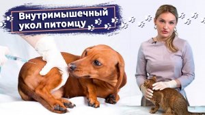 Как правильно сделать внутримышечный укол кошке или собаке?