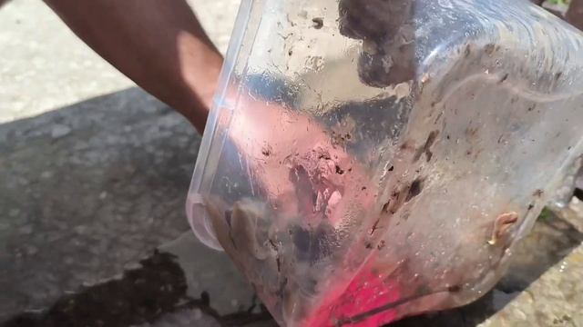 #жизньвсербии Улитки, розетки, Дашина комната, и хорош?