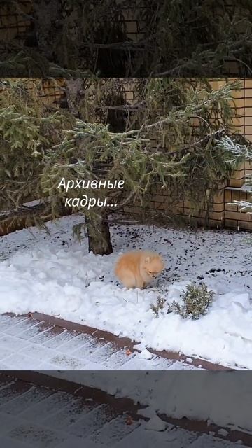 #боня#шпиц смотреть онлайн