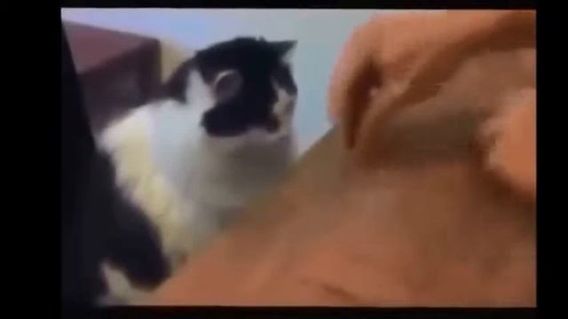 Самые Смешные Кошки 2014 Самое Смешное Видео Про Кошек Funny Cats смотреть онлайн