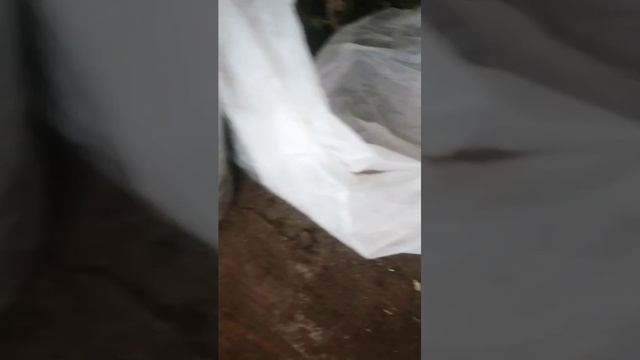 Перезимуют ли черенки крупнолистной гортензии в тепл? смотреть онлайн