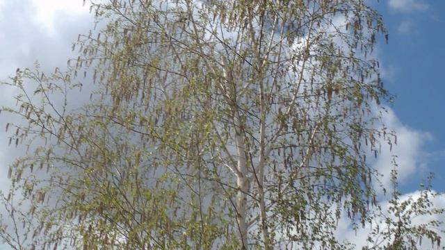 ВЕСЕННЯЯ ТРЕЛЬ... Послушайте звуки природы...