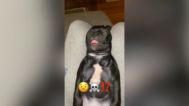 ПРИКОЛЫ С ЖИВОТНЫМИ ДО СЛЕЗ / Смешные КОТЫ 2022 / Приколы с КОТАМИ / Funny ANIMALS video смотреть онлайн