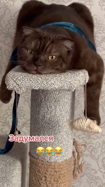 Ты о чём? ...) • #кошки #cat #кошкивидео #cats #приколы #shorts смотреть онлайн