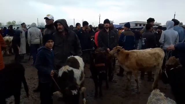 МОЛБОЗОРИ ХОЧИ ШАРИФ