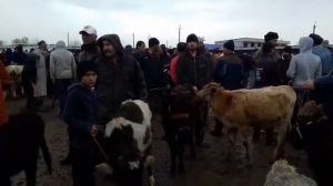 МОЛБОЗОРИ ХОЧИ ШАРИФ