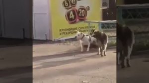 Спрячь за высоким забором девчонку - выкраду вместе с ?