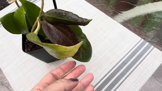 22 хойи в коллекции ! Хойя карноза, пубикаликс, обовата,