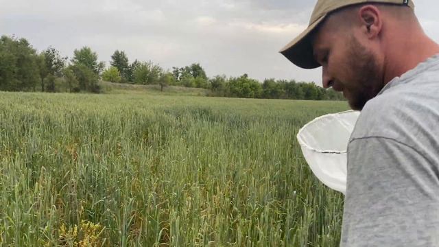 Подготовка к уборка озимой пшеницы смотреть онлайн