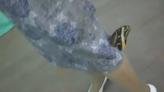 Тропические бабочки в гостях у орчан смотреть онлайн