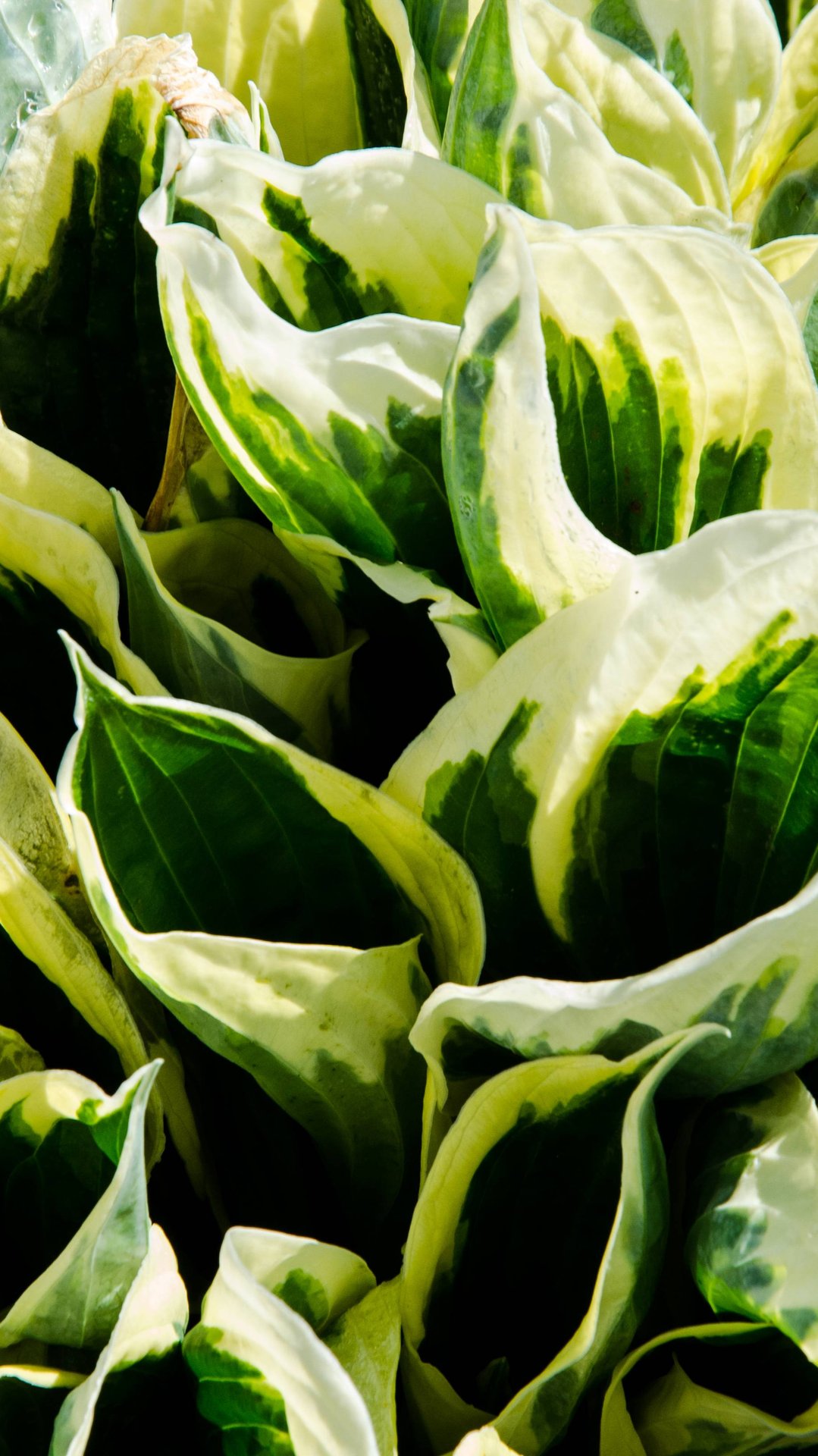 Хоста в саду смотреть онлайн