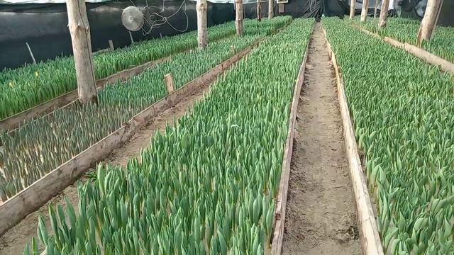 Обзор тюльпанов 2025