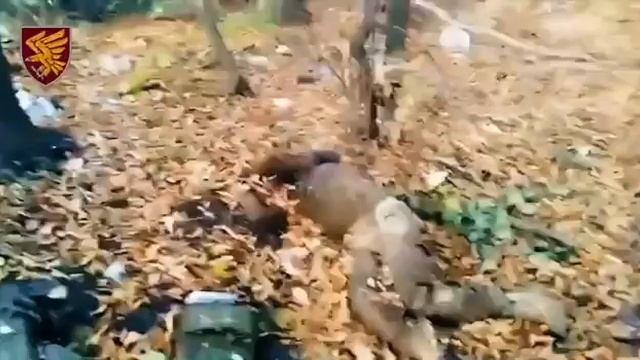 Бойцы 95-й Десантно Штурмовой уничтожили морпехов 155-й ? смотреть онлайн