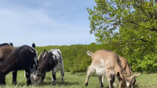 Гуляем. Лес. Козочки, Козлы и Козлята смотреть онлайн