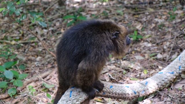 Обезьяна смешное видео 😂 смотреть онлайн