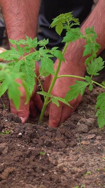 Ваша рассада готова к высадке в грунт? 🌱🫑🍅 смотреть онлайн