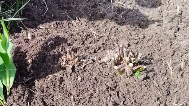 Открываем розу после зимы. #сад #огород #роза