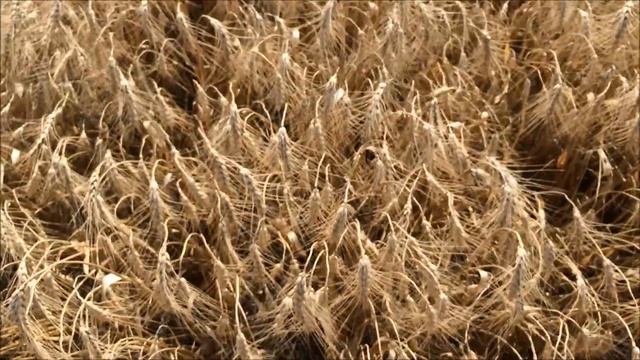 Уборка пшеницы 2016 часть 3 смотреть онлайн