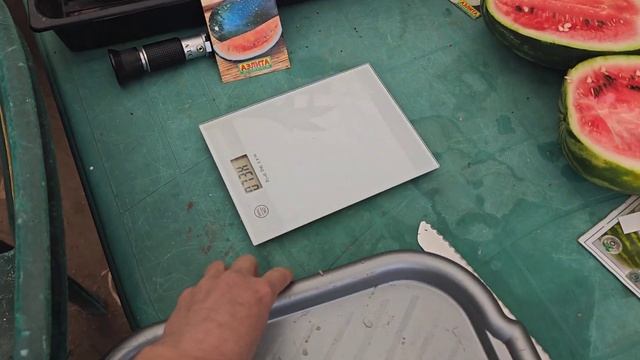 🍉 Rozkrajam 7 Arbuzów 10.IX.2024r / арбуз Белые розы / кавун Ємеля