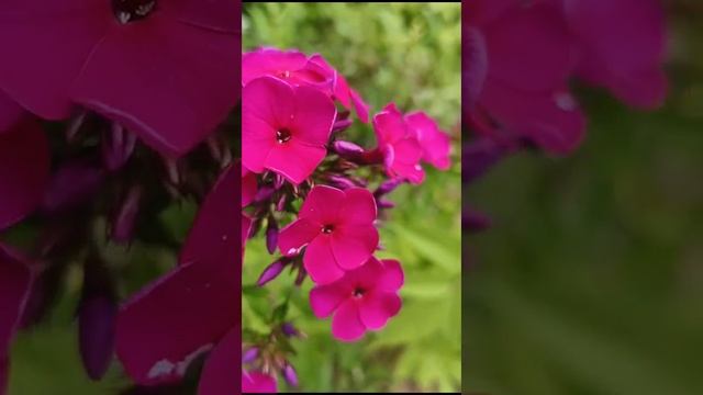 Флокс сорт Далила