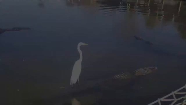 ПРИКОЛЫ 2019 ЯНВАРЬ😀 РЖАКА ДО СЛЕЗ УГАР ПРИКОЛ-ПРИКОЛЮХА смотреть онлайн