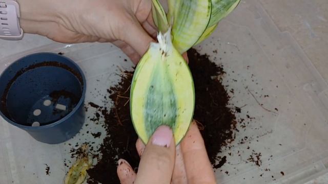 Сансевиерия Ханни Голд сохнут и вянут листья #Сансеви? смотреть онлайн