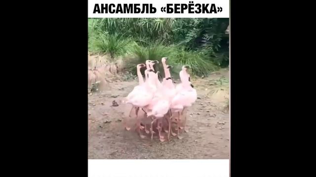 ЛУЧШИЕ ПРИКОЛЫ 2022 😎 СМЕХ ДО СЛЕЗ 😎 ЧУДИКИ ИЗ ТИК ТОК 😎 ВЫПУСК № 16 смотреть онлайн