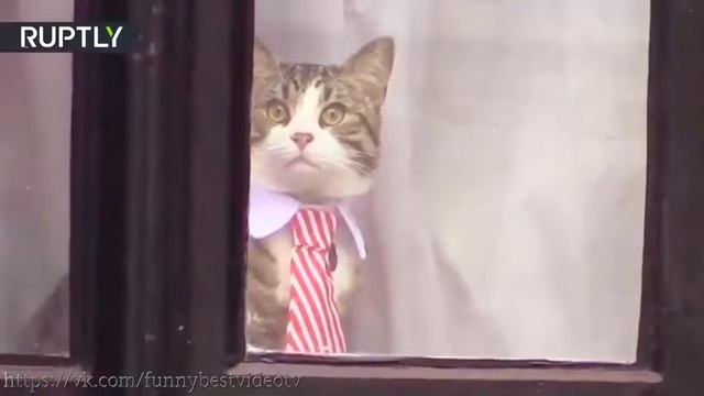 подборка приколов под музыку 2016 топ лучшее collection of jokes смотреть онлайн