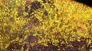 Изгородь из форзициию.  Результат!