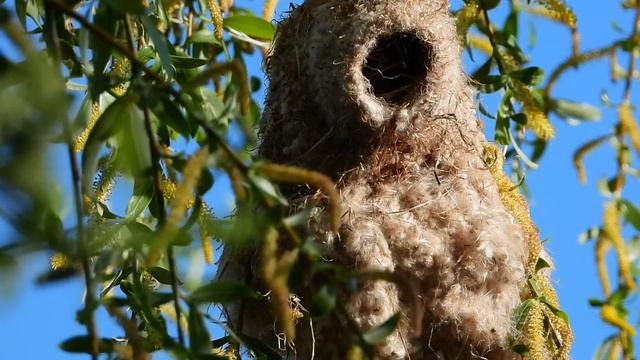 ремез строит гнездо
