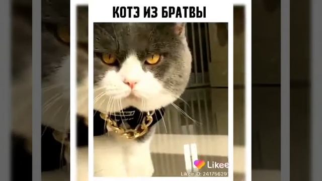 Смешные коты видно короткие из лайка смотреть онлайн