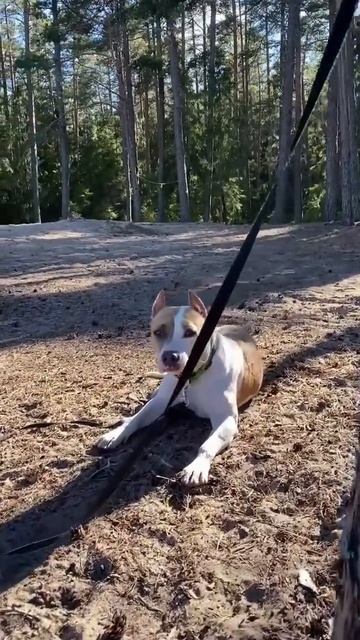 Амстафф на велосипеде #shorts #staff #amstaff #subscribe #shortvideo смотреть онлайн