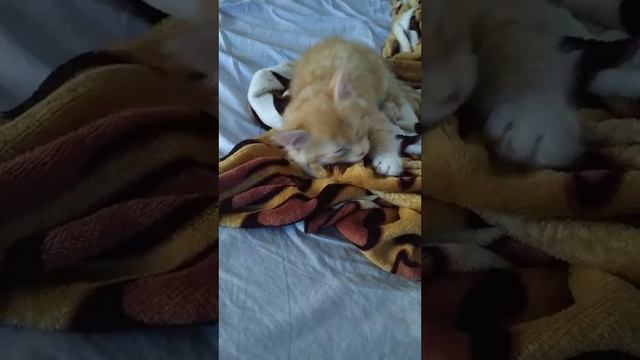 Дружный тихий час