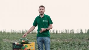 Желтый арбуз "Оранж кинг" от Агросоюза Романовский