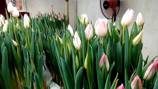 Сбор тюльпанов. Результат на 20 февраля