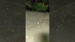 Установка стояночного тормоза на Минитрактор МТ-110