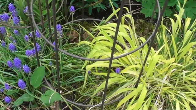 Весна - красна: мой сад в конце апреля