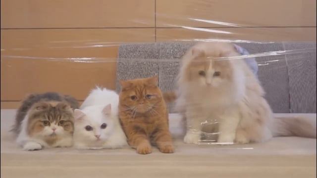 КОТЫ ПРОТИВ НЕВИДИМОЙ СТЕНЫ. СМЕШНЫЕ ПРИКОЛЫ С КОШКАМИ смотреть онлайн