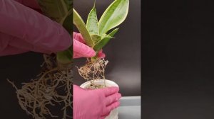 Сансевиериям нравится фитильный полив 🪴