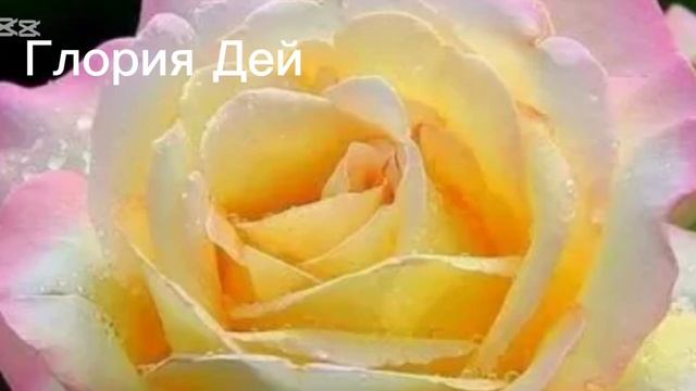 Роза гулун суйуучулор учун ,кызыктуу видео